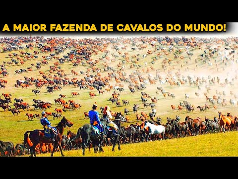 A MAIOR E MAIS ANTIGA FAZENDA DE CAVALOS DO MUNDO