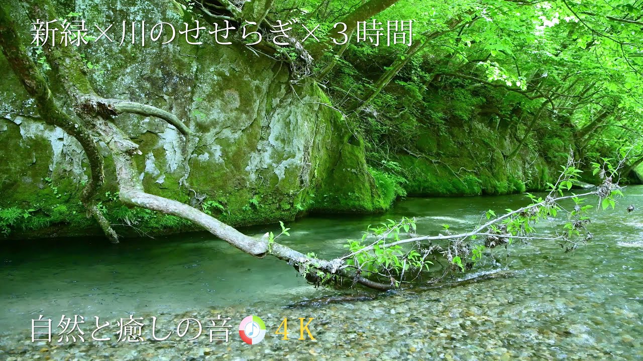 【自然音・ASMR】新緑の森林と川のせせらぎ、ストレス、自律神経を整える、疲労軽減、癒し、睡眠、リラックス、作業用BGM/River ...