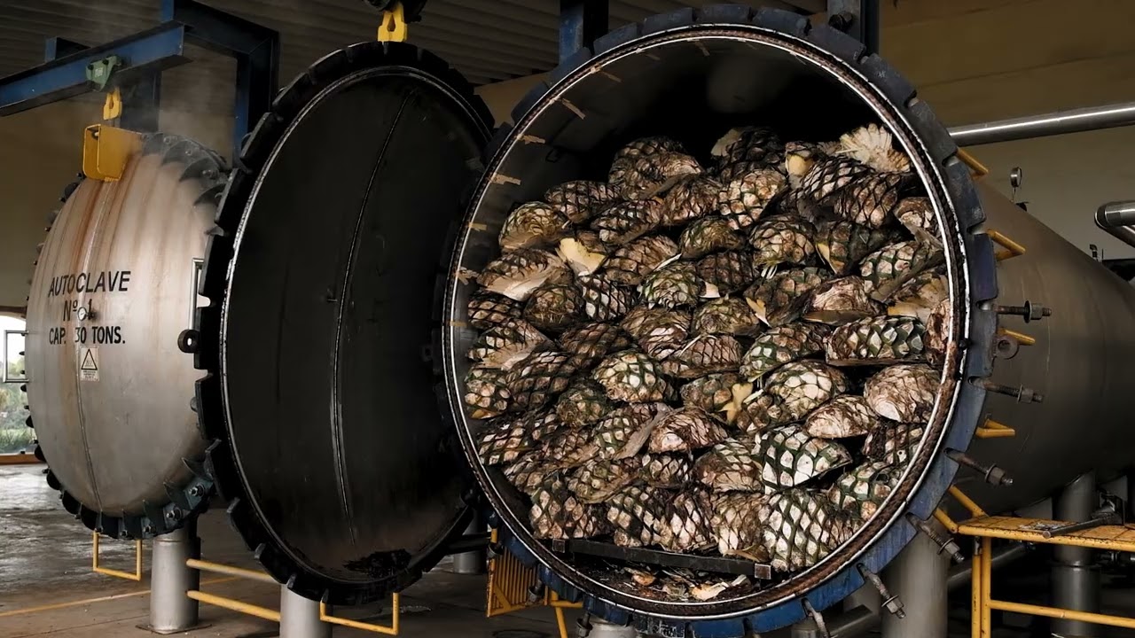 Tequila Torrente - Born to Regenerate.