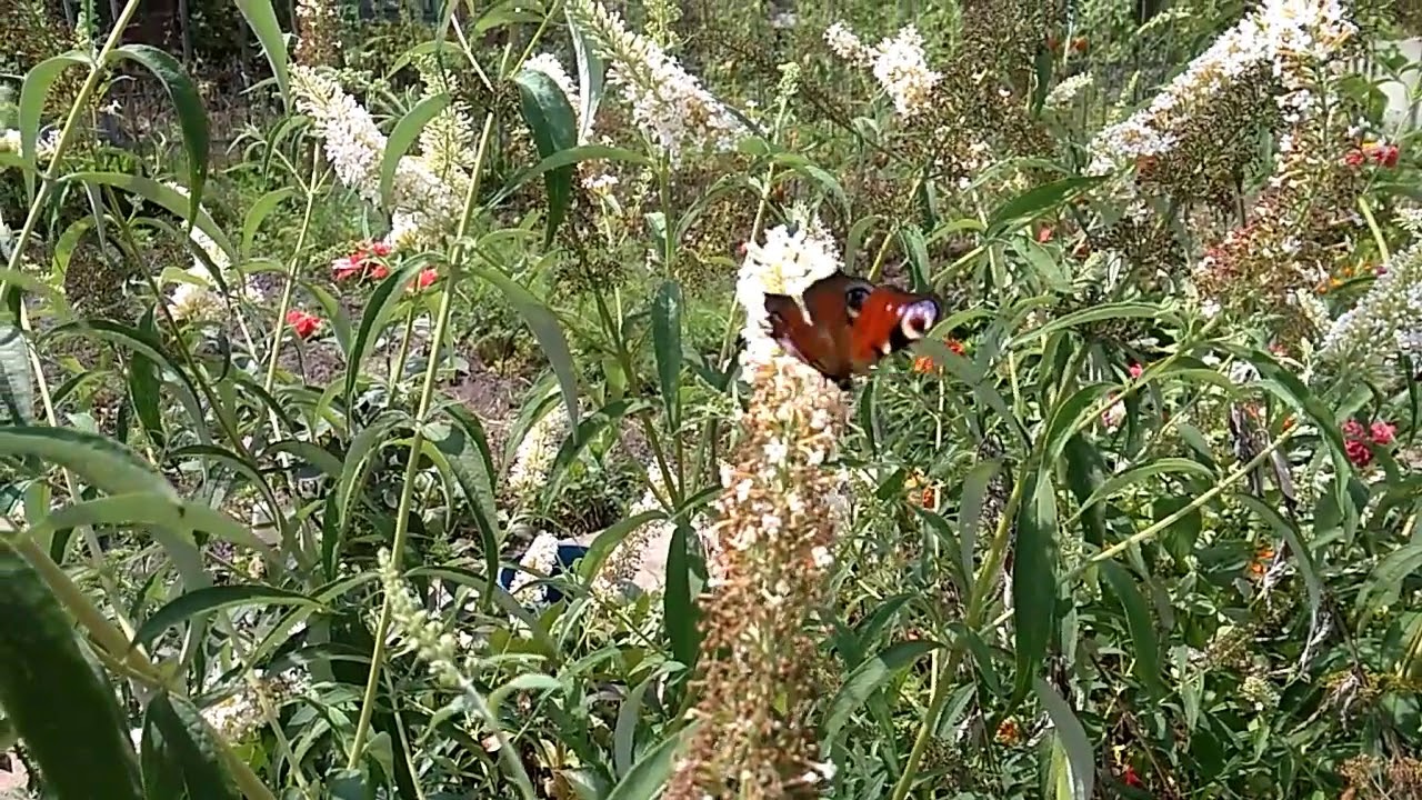 БУДДЛЕЯ ДАВИДА - ЦВЕТОК БАБОЧКА🦋 - YouTube