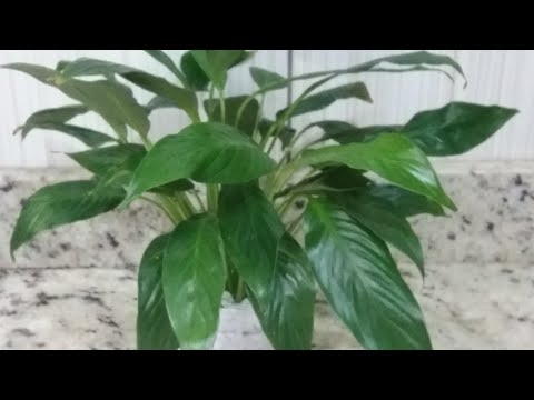 Vídeo: Você pode cultivar lírios em recipientes - Cuidando de lírios cultivados em recipientes