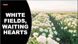 DAILY DEVOTIONS DAY 767 MATTHEW 9:37-38 ( WHITE FIELDS, WAITING HEARTS )