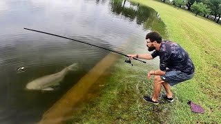 GIANT FISH CAUGHT in HUGE CITY FLOOD!!!