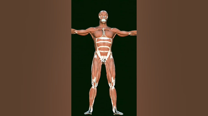 Muscular system ค อ ม อว ยวะ หน าท
