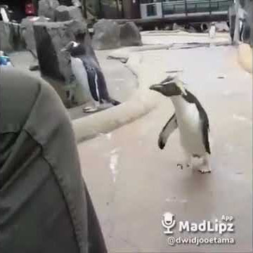 Pinguin joget Besok libur...