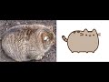 Fat cats  cute  funny cats compilation