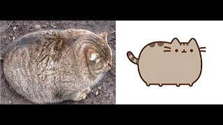 Fat Cats - Cute & Funny Cat Videos Compilation