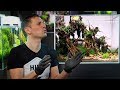 Planted aquarium setup  a spectacular forest aquascape in just 80 liters