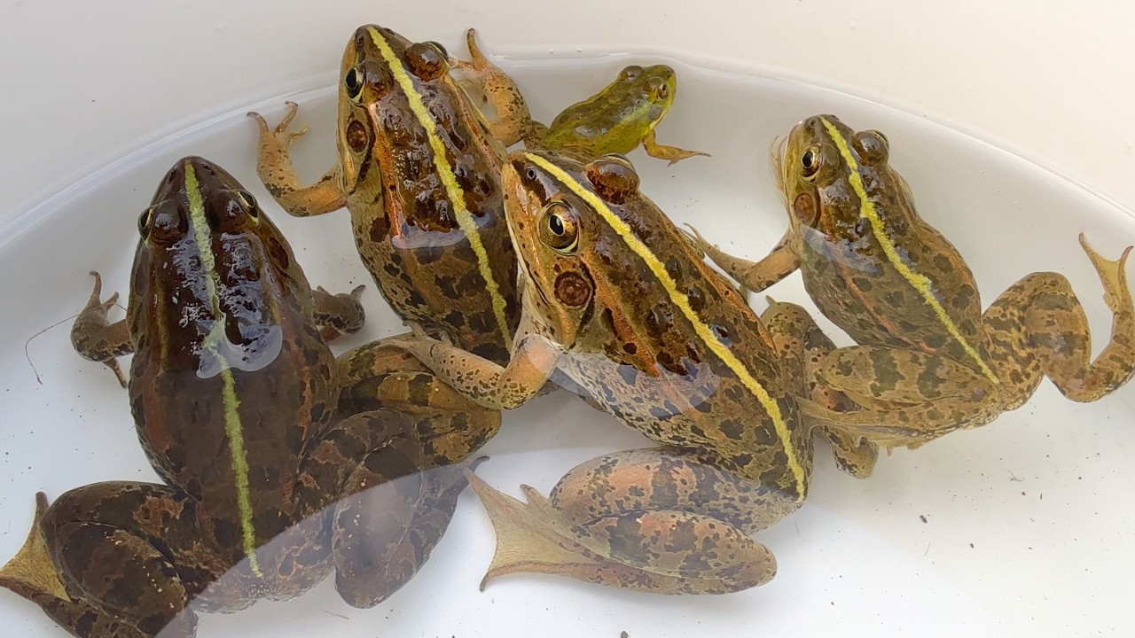 溢れかえる岸辺 日4枚 The frog raised in the spring water of the Japanese countryside