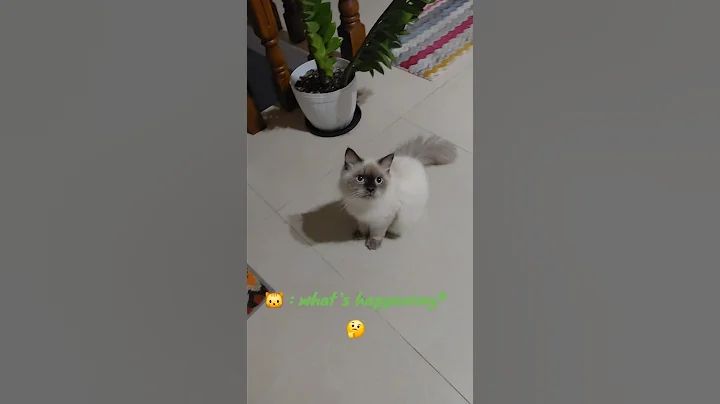 Video 11562181: catlover himalayan, cute himalayan cat, catlover catlife cutecat, cute catlover birman