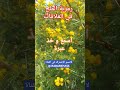 رمزية الملح في العلاقات صون العشرة RADARKHASS رمزية الملح في العلاقات صون العشرة RADARKHASS