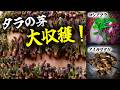 【THE狩】春の山でタラの芽を大量収穫。コシアブラも採れた日。Wild Spring Foraging in Japan｜Tara Shoots & Koshiabura