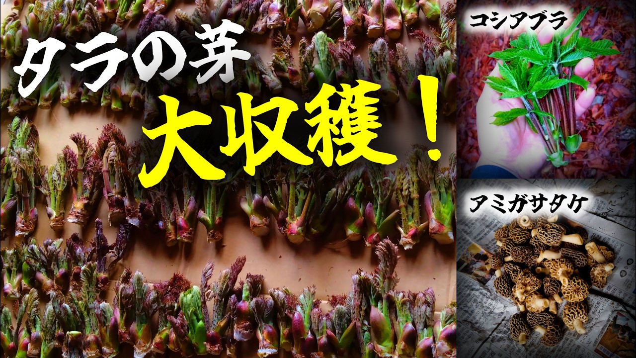 THE狩】春の山でタラの芽を大量収穫。コシアブラも採れた日。Wild