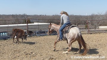 Baroque In Chrome - working cows! - ValleyViewRanch.net