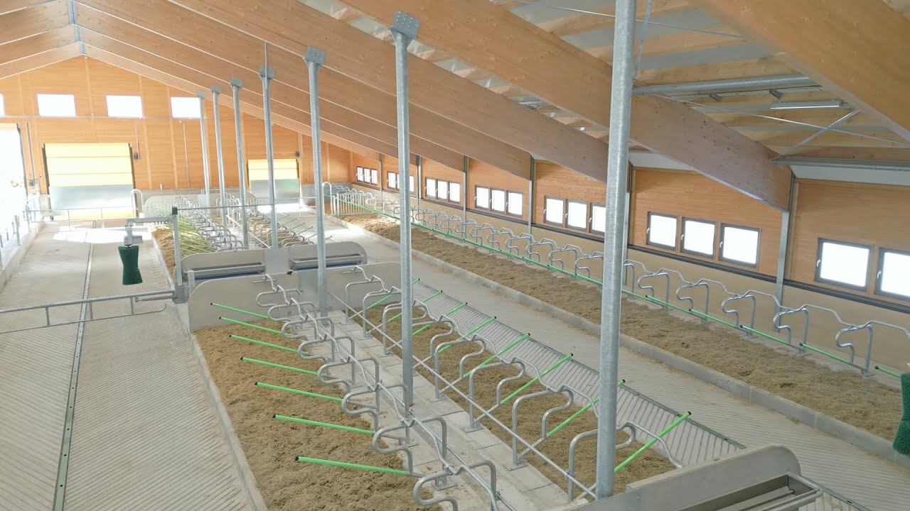 Una nuova stalla per vacche da latte ad Asiago presso l'Azienda Agricola di Pangrazio Mattia.