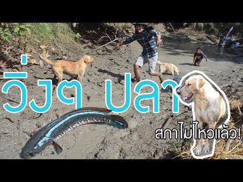 วีดีโอ: สุนัข - ผู้ช่วยตกปลา