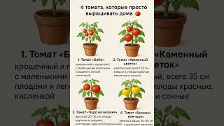 4 сорта томатов которые можно сажать дома в горшках #огородкруглыйгод #огороднабалконе #shorts