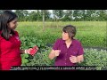 Vegetable pests and diseases powdery mildew