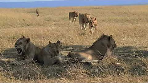 Masai Mara Safari Experience (close encounter with a pride of lions).