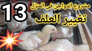 مشروع الفراخ البيضاء اليوم ١٣ تربية الدواجن فراخ poultry  chicken