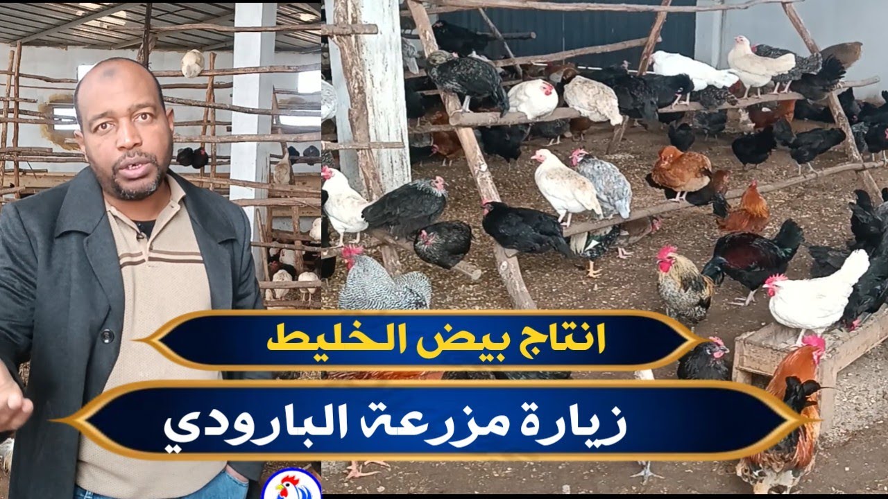 اسباب انخفاظ انتاج البيض من مزرعة البارودي