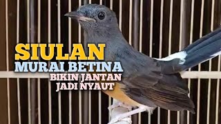SUARA MURAI BATU BETINA memanggil jantan agar Emosi jadi NYAUT BUNYI GACOR BONGKAR MATERI ISIAN 