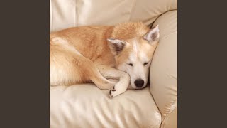 Harmonic Serenity for Doggy Slumber