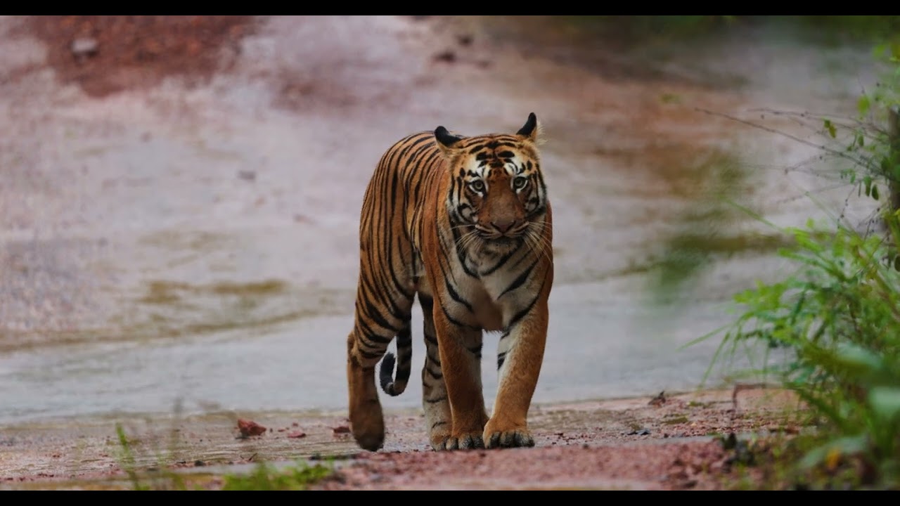 Tiger King Of Forest