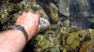 Abalone shell