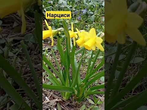 нарциси - YouTube