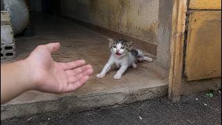 He Crawled Away in Fear, But His Eyes Secretly Begged Someone Not to Leave Him Behind!!