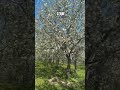 Mere baby ne apne apple orchard ka tour de dia #apple #orchard