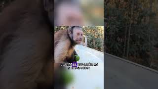 Monkey Eating Devil Pepper