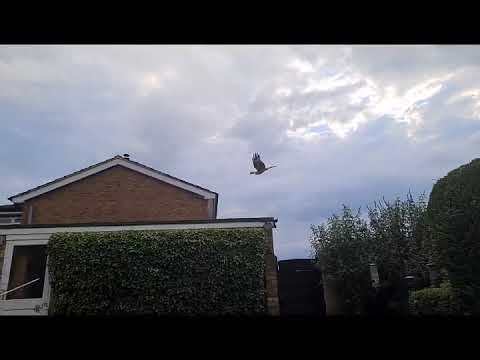 Red Kite swoops for food