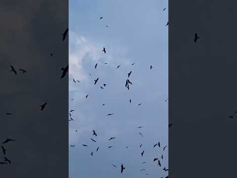 nice birds #shorts #shortvideo #reels #reelsinstagram #viral #foryou #tranding