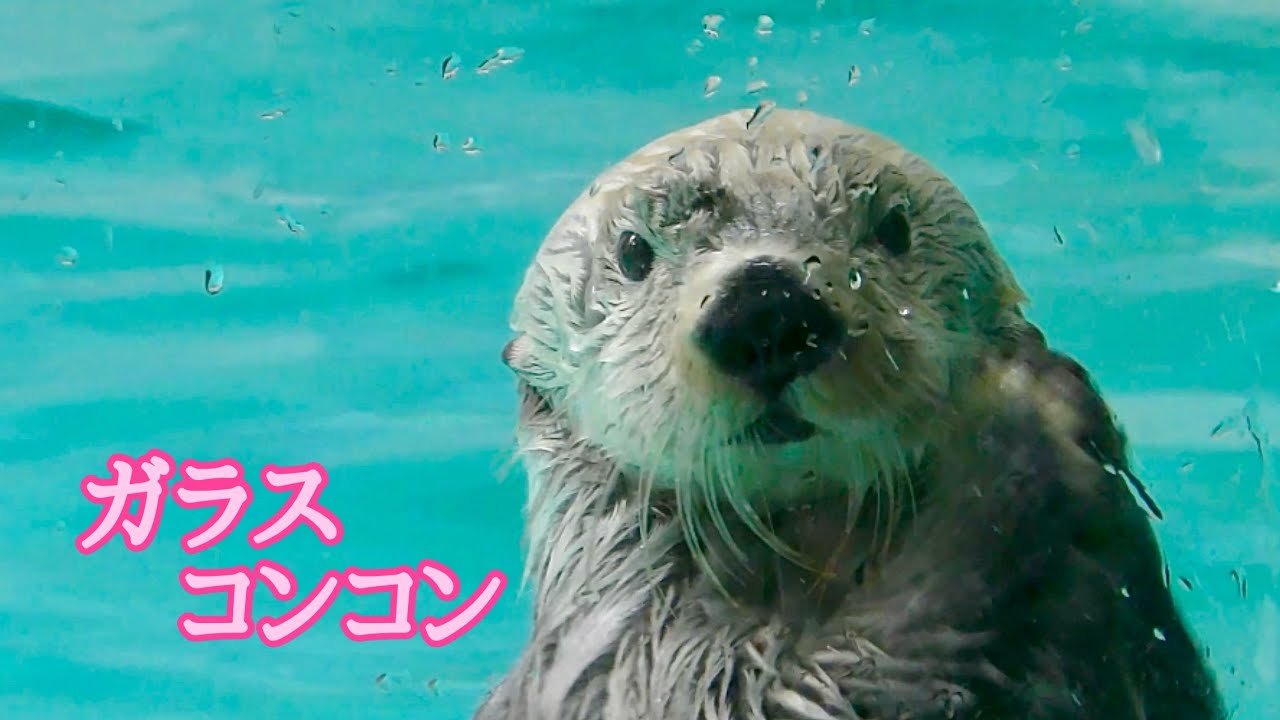ラッコ メイちゃんとキラちゃん ガラスをコンコン叩きます【鳥羽水族館