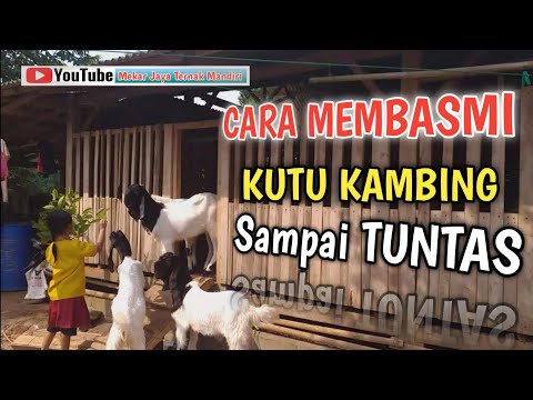 Cara Menghilangkan Kutu Di Organ Intim - Bisabo Channel