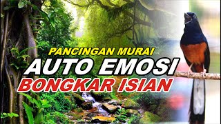 Pancingan Murai Batu Bongkar Isian Tembakan kasar Murai Apapun Pasti Nyaut