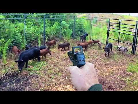 27 Hogs Trapped and Removed from Florida Neighborhood!