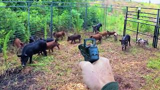 23 Hogs In One Trap... But There Were More!