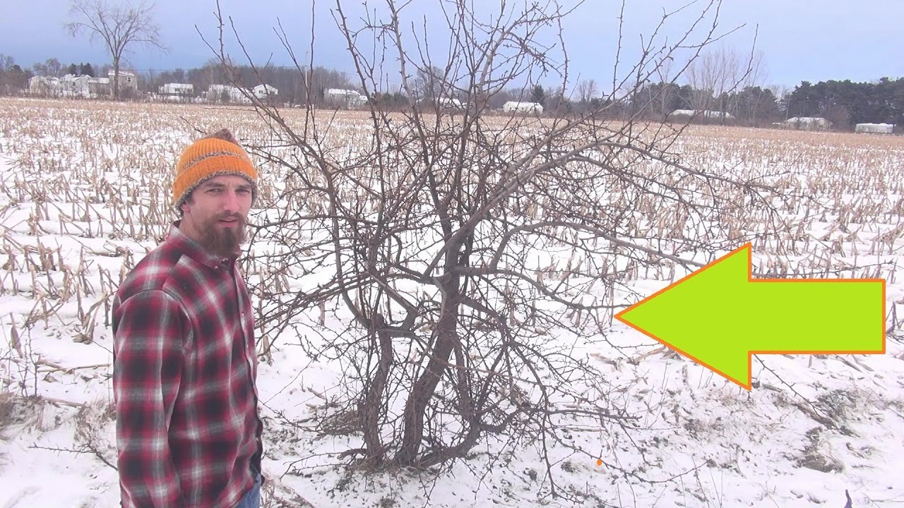 How to Prune a Pear Tree - YouTube