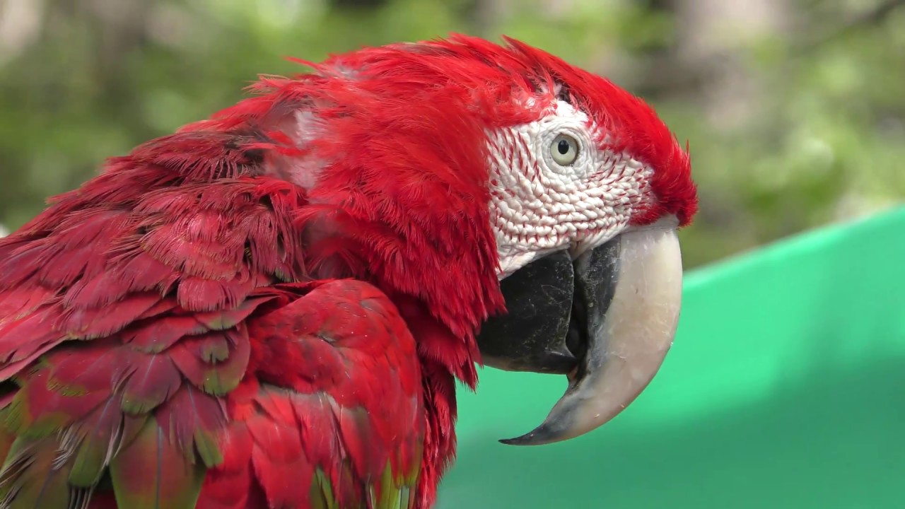 Scarlet Macaw & Green-winged macaw (Hamura Zoo, Tokyo, Japan