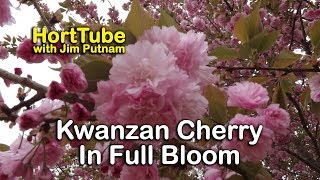 Details About Kwanzan Cherry Trees  Double Pink Flowers