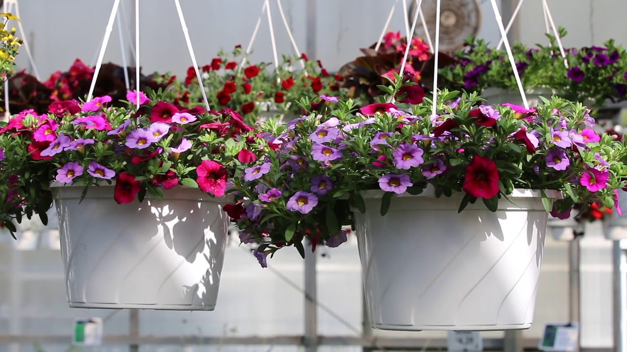 adams fairacre farms plants