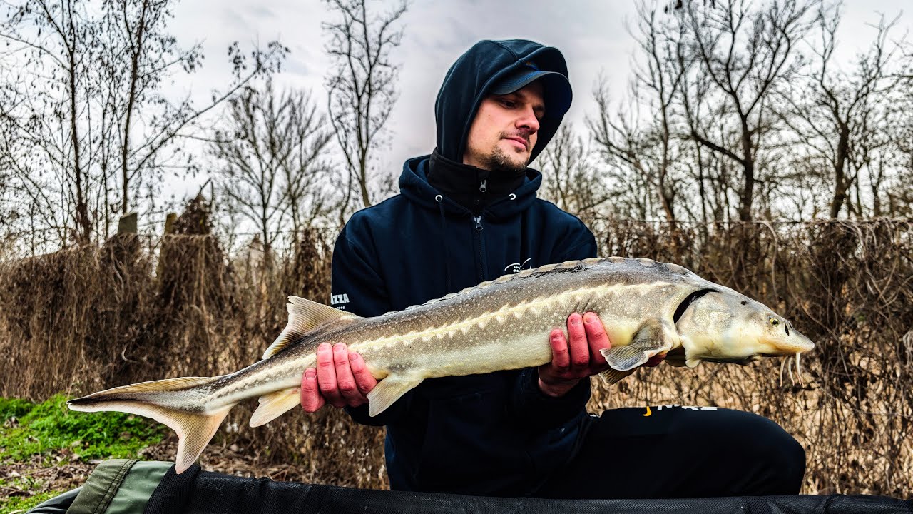 Tanítsuk meg Robit horgászni!😱😁(Gödöllő,CarpLove)