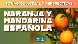 🍊📊 Naranja y mandarina en 2026 | Situación actual del mercado