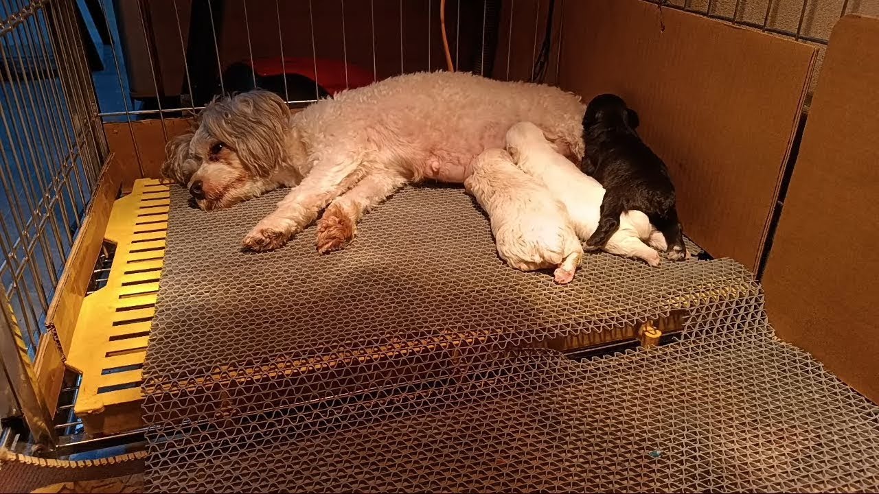 The mother dog was exhausted from taking care of her puppies. - YouTube