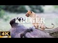 Wildlife in 4K | Explore The Beautiful Wilderness of Kruger - Pride of the Lions&#39; Victory