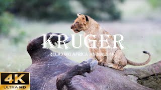 Wildlife in 4K | Explore The Beautiful Wilderness of Kruger - Pride of the Lions&#39; Victory