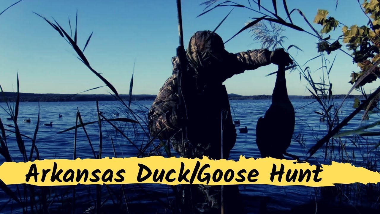Arkansas Duck Goose Hunt 2019 With A Chesapeake Bay Retriever YouTube